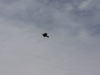 IMG 0002a (12)